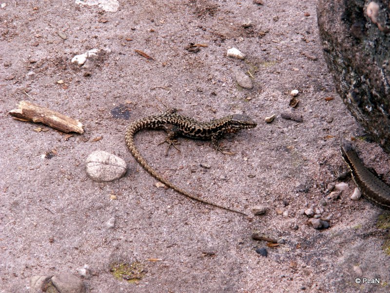 Reptilien-und-Amphibien